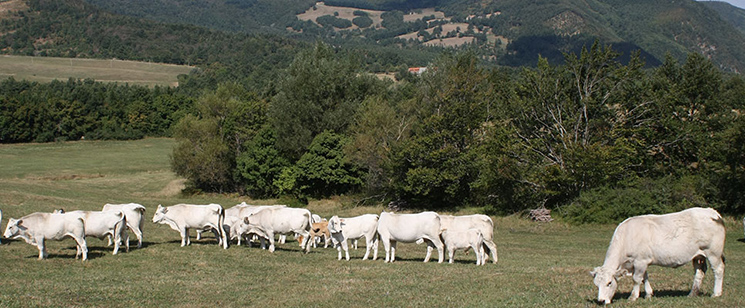 Vitellone Bianco dell’Appennino centrale I.G.P.