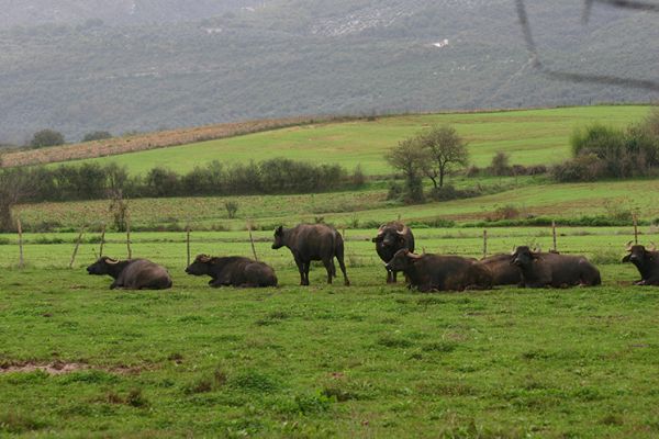 La Strada della Bufala della Valle dell&#039;Amaseno