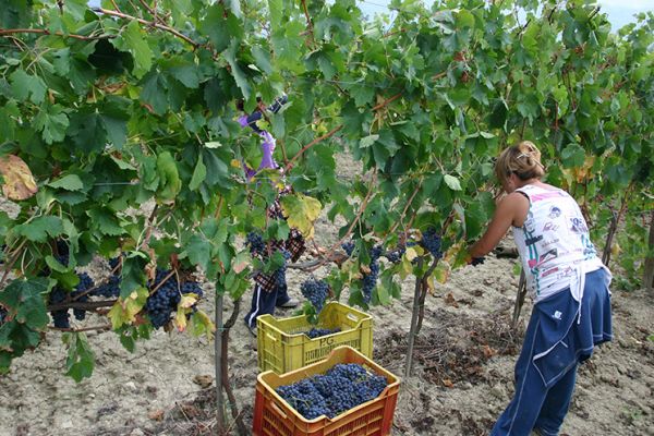 Vendemmiare in una delle fattorie o aziende agricole