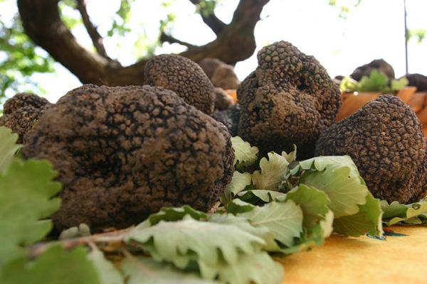 Fiera del Tartufo di Campoli Appennino: 11-12 e 18-19 Novembre 2017