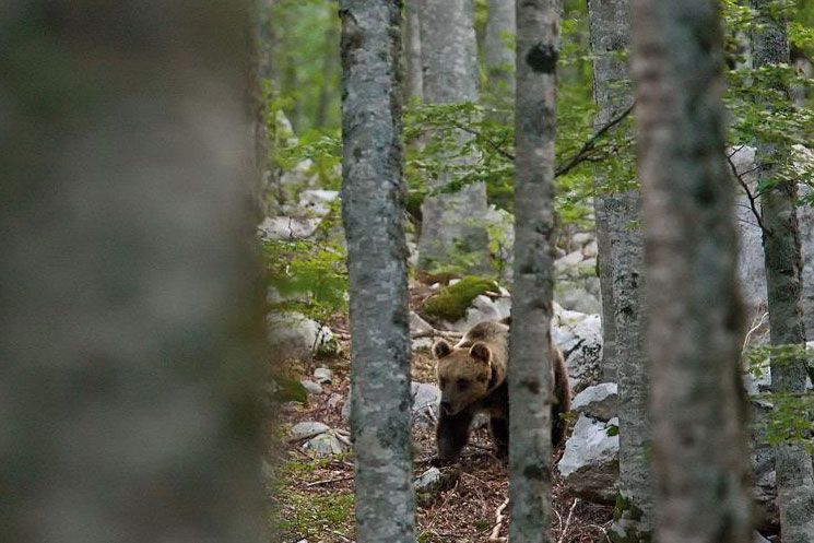 Visitare un sito Unesco nel Parco Nazionale d&#039;Abruzzo, Lazio e Molise: le faggete