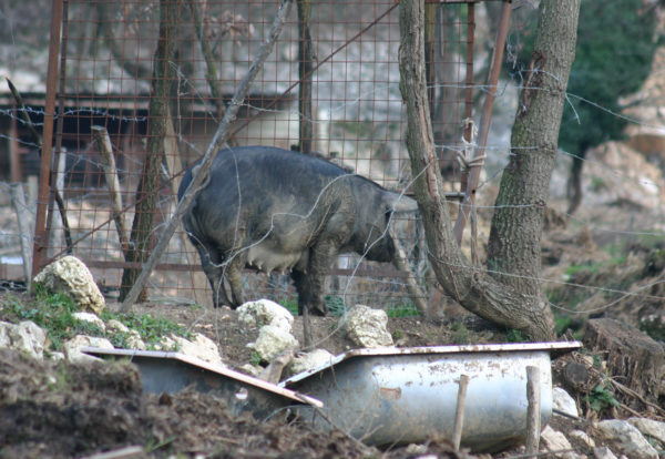 Maiale Nero Casertano