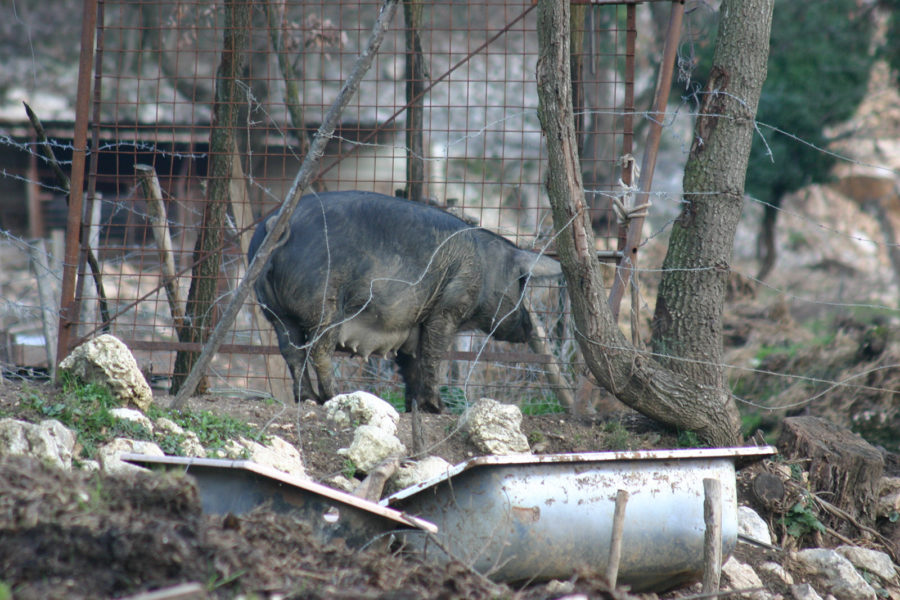 Maiale Nero Casertano