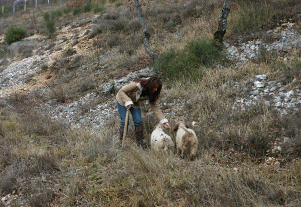 Andare in Cerca di Tartufi