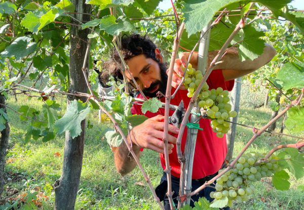 Vendemmiare in una delle fattorie o aziende agricole