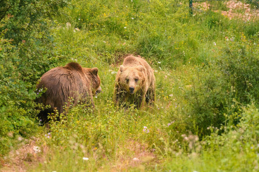 Area faunistica dell'Orso di Campoli Appennino